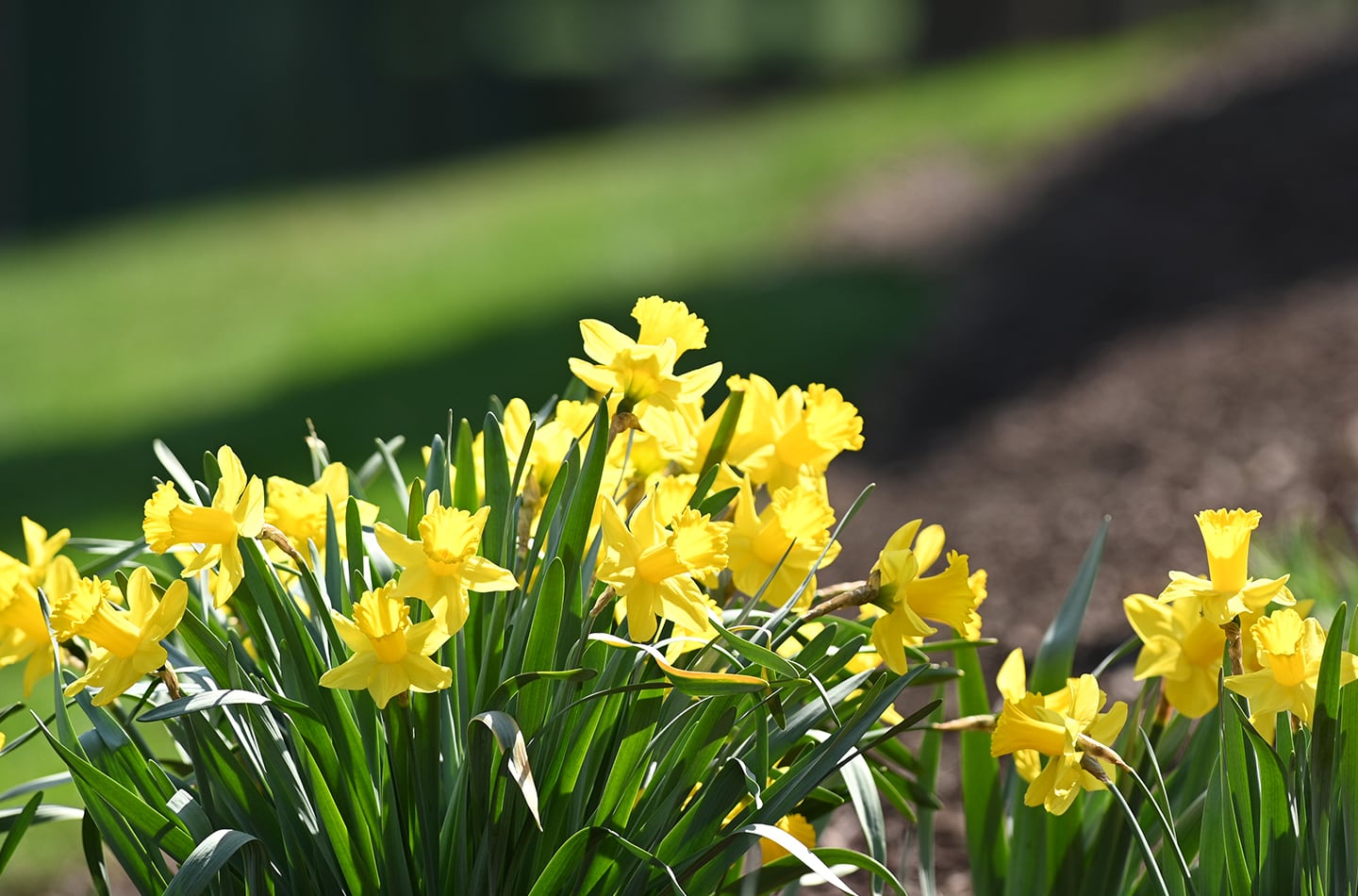 A group of yellow daffodils