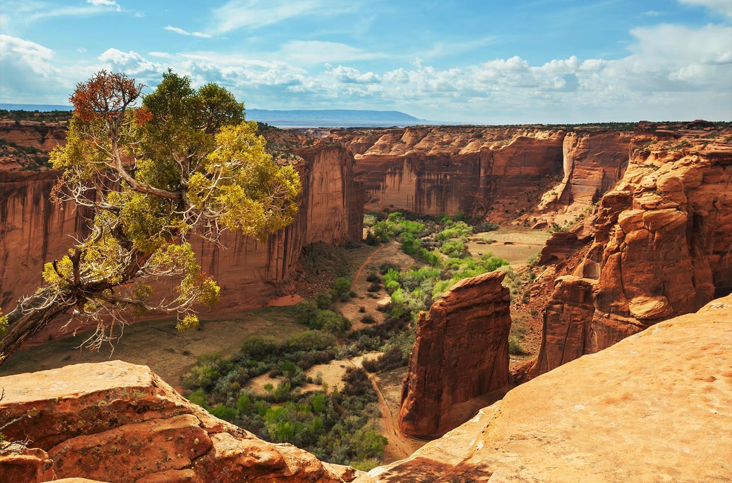 A large and very deep canyon colored light and dark browns with a twisting vibrant green tree growing on the left side